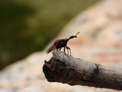 Paracycnotrachelus chinensis
