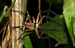 Heteropodinae