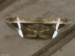 Hemeroblemma mexicana