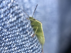 Thyanta custator accerra