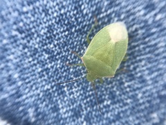 Thyanta custator accerra