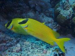 Siganus puellus