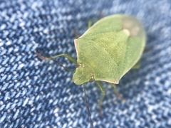 Thyanta custator accerra