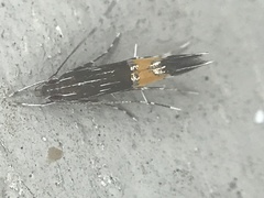 Cosmopterix pulchrimella