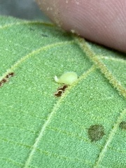 Caryomyia eumaris