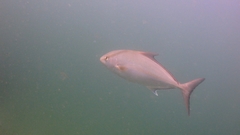 Seriola rivoliana