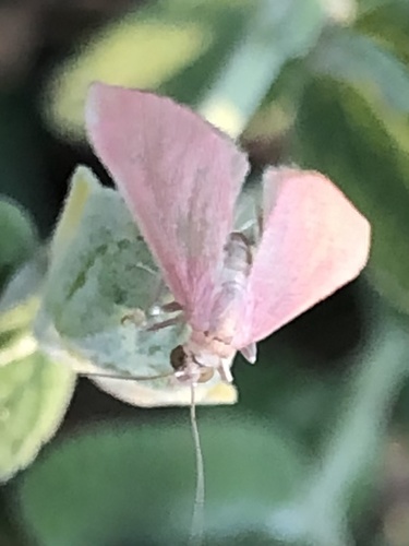 photo of Mint Moths (Pyrausta)