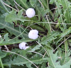 Conocybe apala