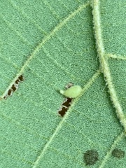 Caryomyia eumaris