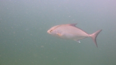 Seriola rivoliana