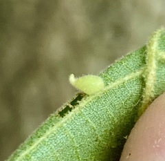 Caryomyia eumaris
