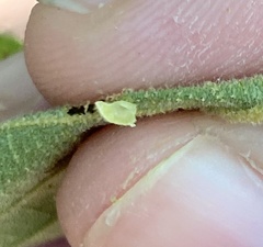 Caryomyia eumaris