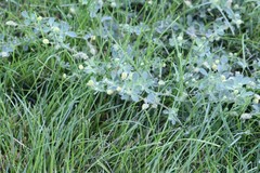 Medicago lupulina