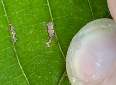Caryomyia eumaris