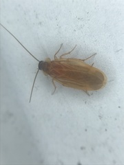 Compsodes schwarzi