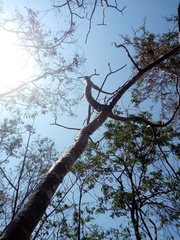 Cnidoscolus megacanthus