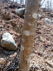 Cnidoscolus megacanthus