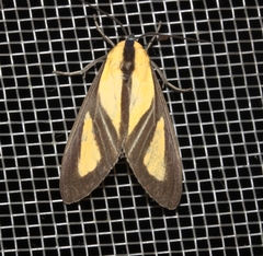 Xanthoarctia pseudameoides