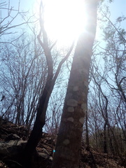 Cnidoscolus megacanthus