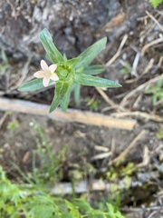 Collomia grandiflora