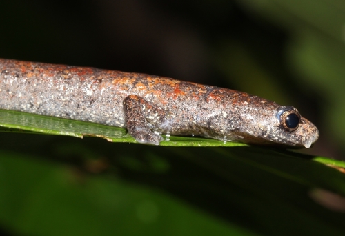 Nauta Salamander, Bolitoglossa altamazonica