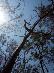 Cnidoscolus megacanthus