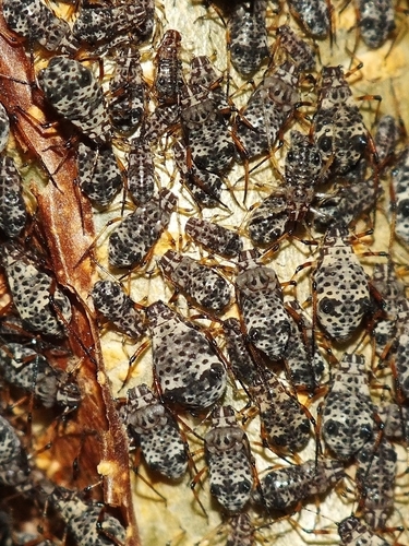 Pterochloroides persicae