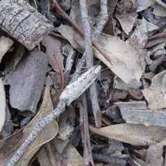 Leptocroca sanguinolenta