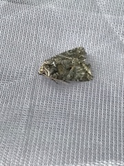 Chytonix palliatricula