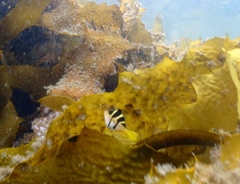 Paraluteres prionurus