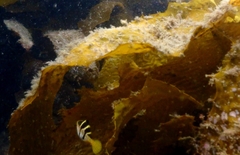 Paraluteres prionurus