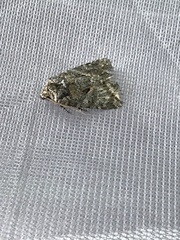 Chytonix palliatricula