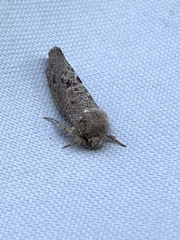 Acrolophus cockerelli