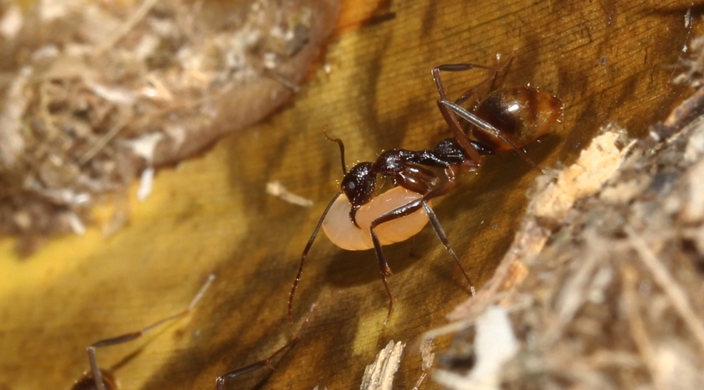 Dolichoderus imitator