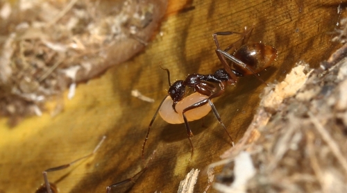 Dolichoderus imitator