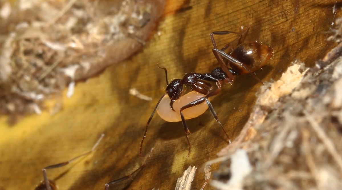 Dolichoderus imitator