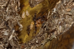 Dolichoderus imitator