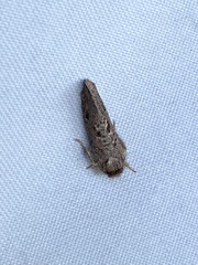 Acrolophus cockerelli