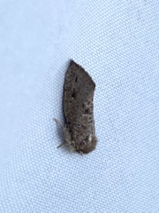 Acrolophus cockerelli