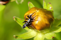 Sergiolus columbianus