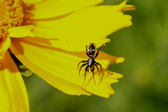 Sergiolus columbianus