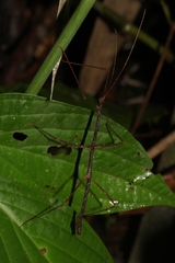 Lobolibethra