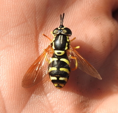 Chrysotoxum elegans