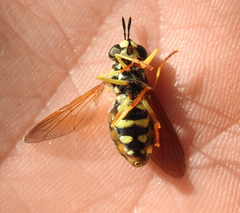 Chrysotoxum elegans