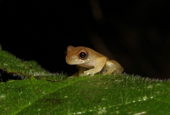 Dendropsophus koechlini