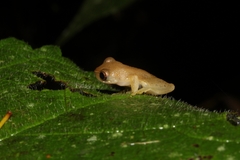 Dendropsophus koechlini