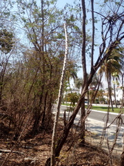 Cnidoscolus megacanthus