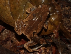 Hamptophryne boliviana