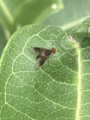 Chrysopilus quadratus