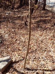 Cnidoscolus megacanthus